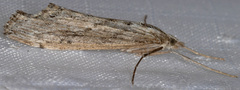 Evergestis angustalis