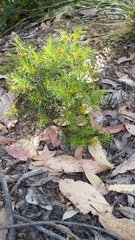 Persoonia juniperina