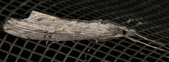 Evergestis angustalis