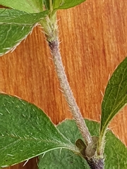 Coprosma pseudociliata