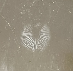 Lepiota castaneidisca