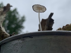Setulosi