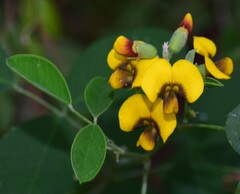 Goodia medicaginea
