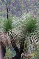 Xanthorrhoea glauca