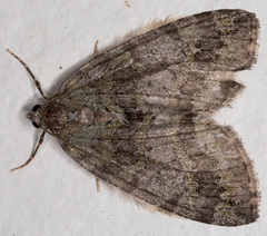 Hydriomena nubilofasciata