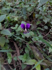 Cuphea calaminthifolia