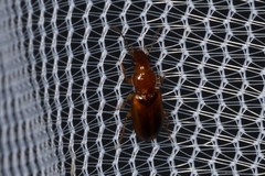 Stenolophini