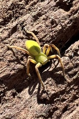 Neosparassus patellatus