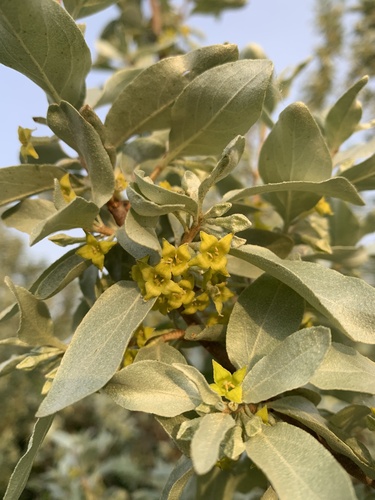Silverberry (Elaeagnus commutata)