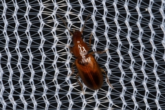 Stenolophini