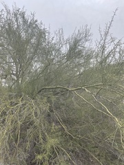 Parkinsonia microphylla