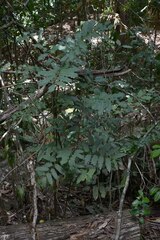 Cupaniopsis flagelliformis