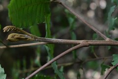 Cupaniopsis flagelliformis