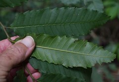 Cupaniopsis flagelliformis