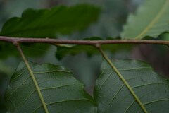 Cupaniopsis flagelliformis
