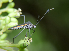 Plapigus circumcinctus