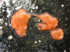 Aplidium benhami