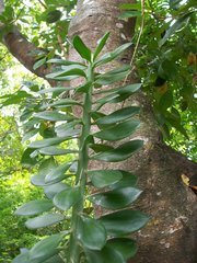 Pereskiopsis diguetii