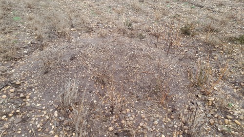 Mound-building Mouse