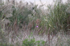 Ipomoea sagittata