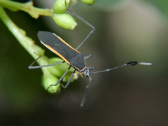 Plapigus circumcinctus