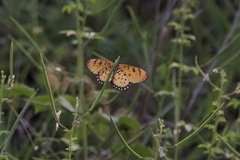 Acraea terpsicore