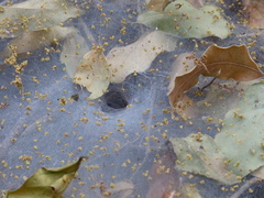 Putranjiva roxburghii