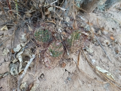 Mammillaria sheldonii