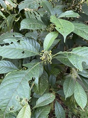 Siparuna gesnerioides