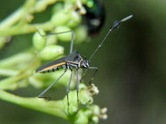 Plapigus circumcinctus