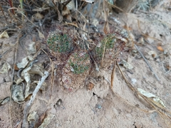 Mammillaria sheldonii