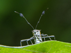 Plapigus circumcinctus