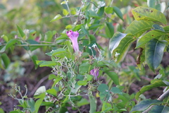 Ipomoea sagittata