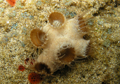 Palythoa tuberculosa