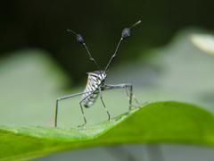 Plapigus circumcinctus