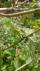 Automeris naranja