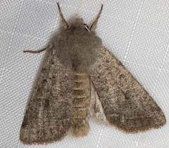 Orthosia hibisci