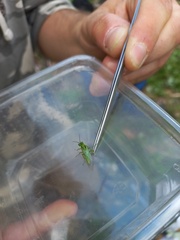 Rhogogaster punctulata