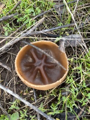 Phylloscypha phyllogena