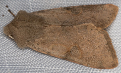 Orthosia hibisci