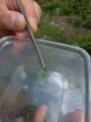 Rhogogaster punctulata