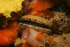 Mimachlamys asperrima