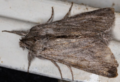 Pleromelloida