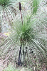 Xanthorrhoea glauca
