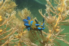 Tambja verconis