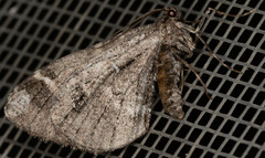 Stamnodes albiapicata