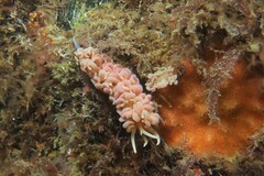 Phyllodesmium serratum