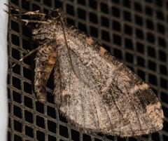 Stamnodes albiapicata