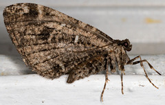 Stamnodes albiapicata