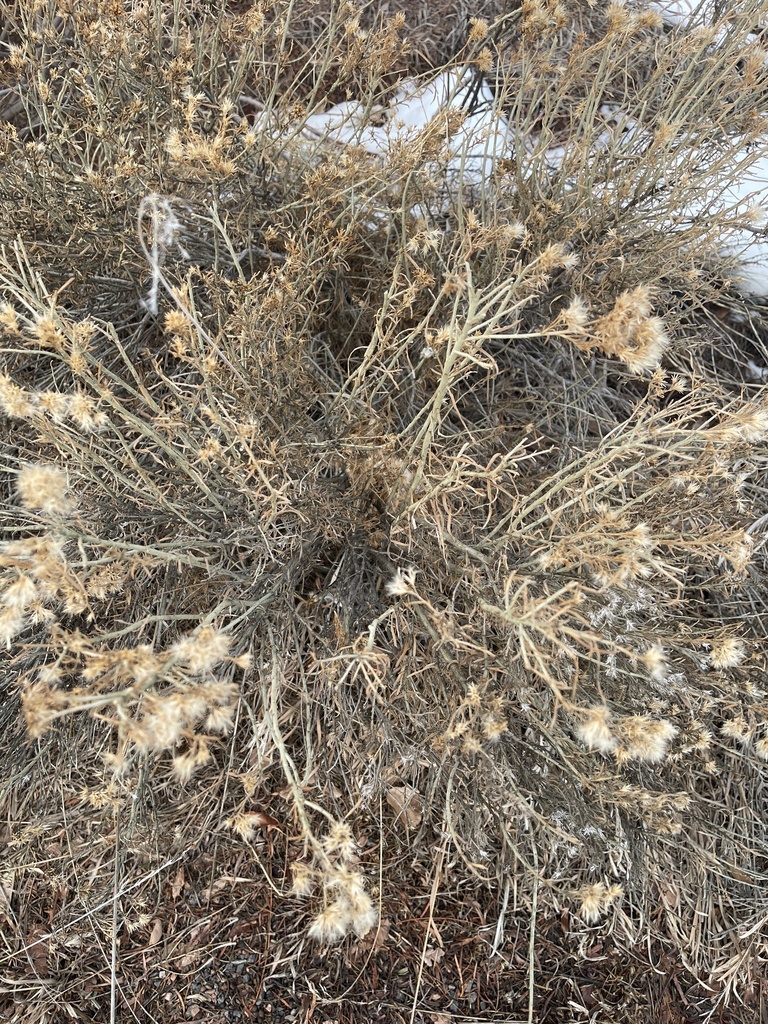 Rubber Rabbitbrush from Crown Hill Park, Wheat Ridge, CO, US on January